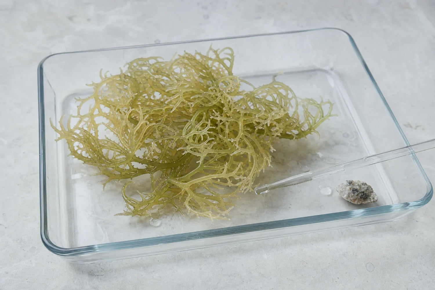 Irish sea moss specimen examined in a clear laboratory tray