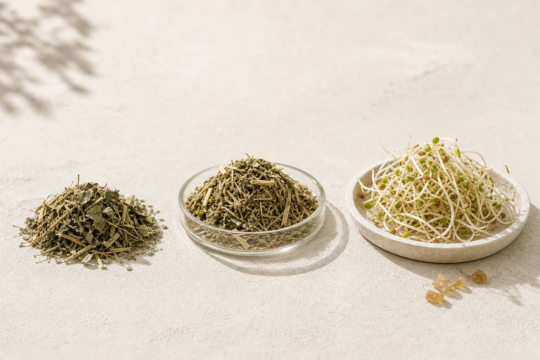 Dried alfalfa leaf material and fresh alfalfa sprouts shown side by side to illustrate different plant forms