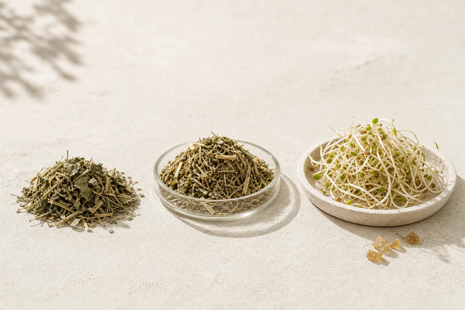 Dried alfalfa leaf material and fresh alfalfa sprouts shown side by side to illustrate different plant forms