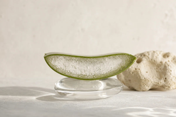 Cross-section of an aloe vera leaf showing the inner gel and outer leaf rind as distinct plant materials