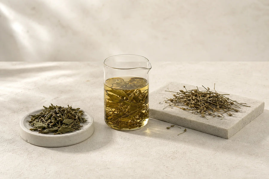 Dried Andrographis paniculata plant material used in research on extracts and andrographolide