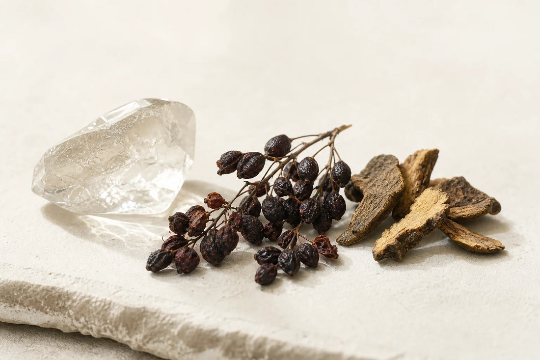 Dried Berberis barberry fruit and root bark used in botanical research