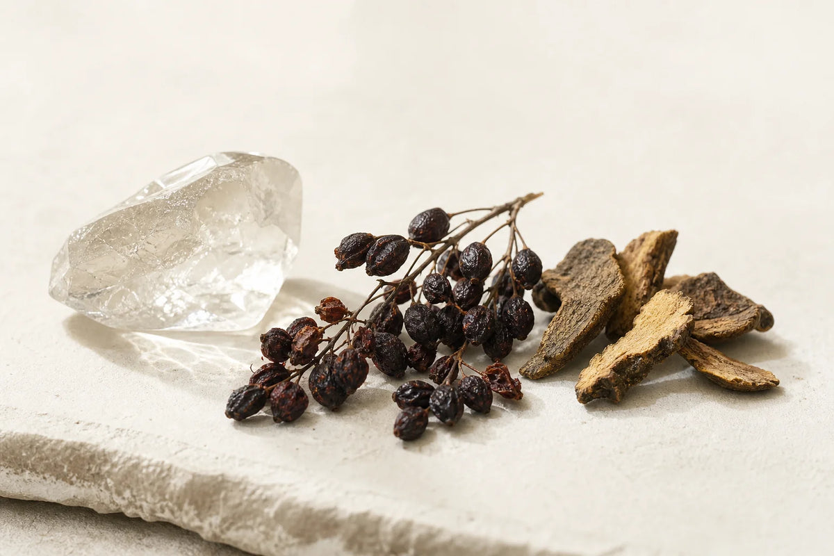 Dried Berberis barberry fruit and root bark used in botanical research