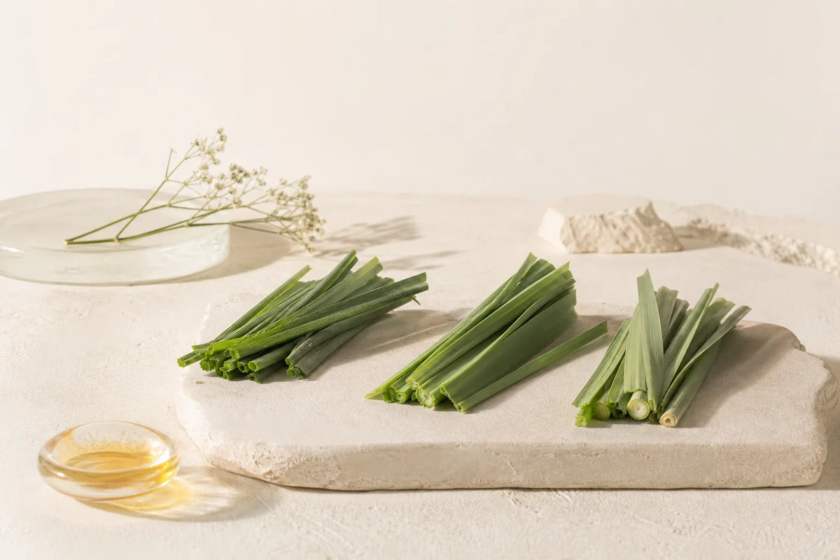 Fresh young barley grass leaf blades, the raw plant material studied in barley grass research