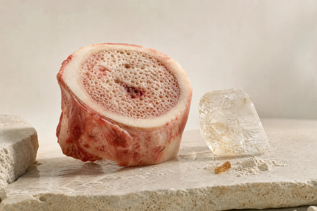 Cross-section of beef bone showing cortical and cancellous structure used in laboratory research contexts