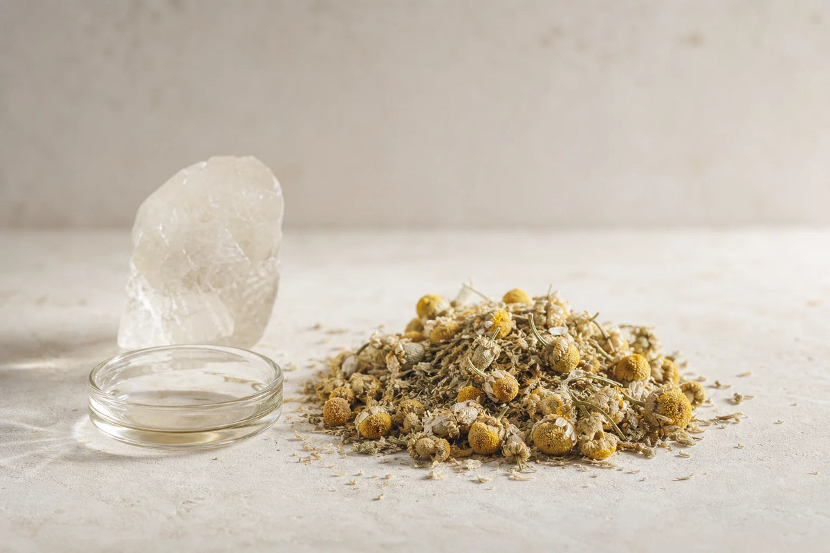 Dried chamomile flowers, a natural source of the flavonoid apigenin